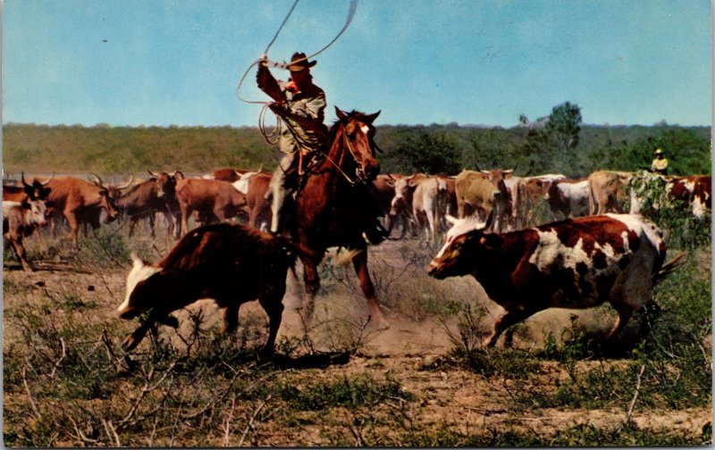 Cowboy on Horse Roping a Calf to Brand him Postcard unused 1960s
