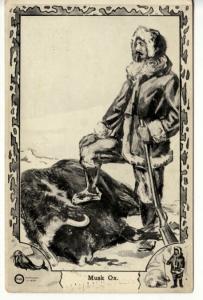 EXPLORER  COOK & PEARY,  MUSK OX postcard 45