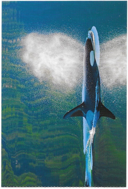 US mint card - Alaska - Killer Whales also known as Orcas,  in Alaska waters.