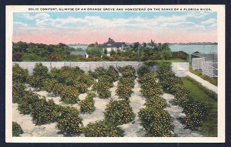 Orange Grove Homestead Florida unused c1920's