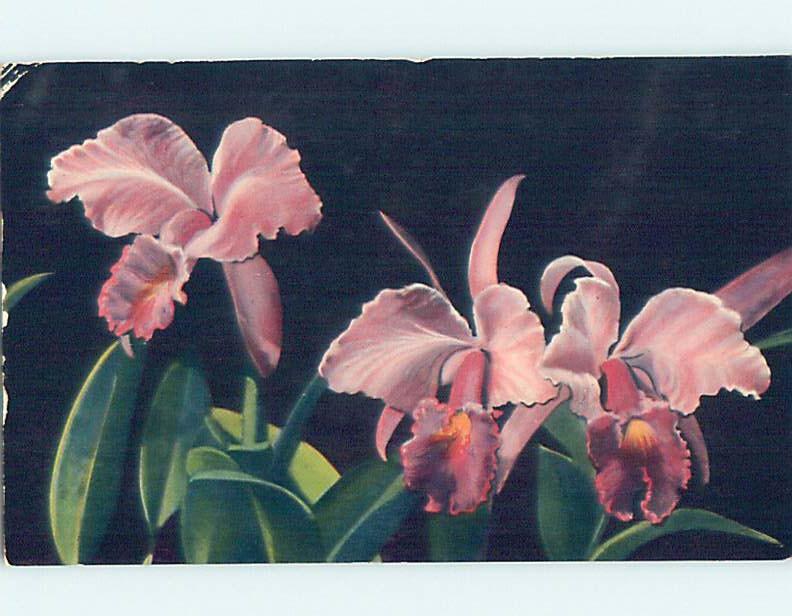 Pre-1980 ORCHID JUNGLE Homestead - Near Miami Florida FL hn5490