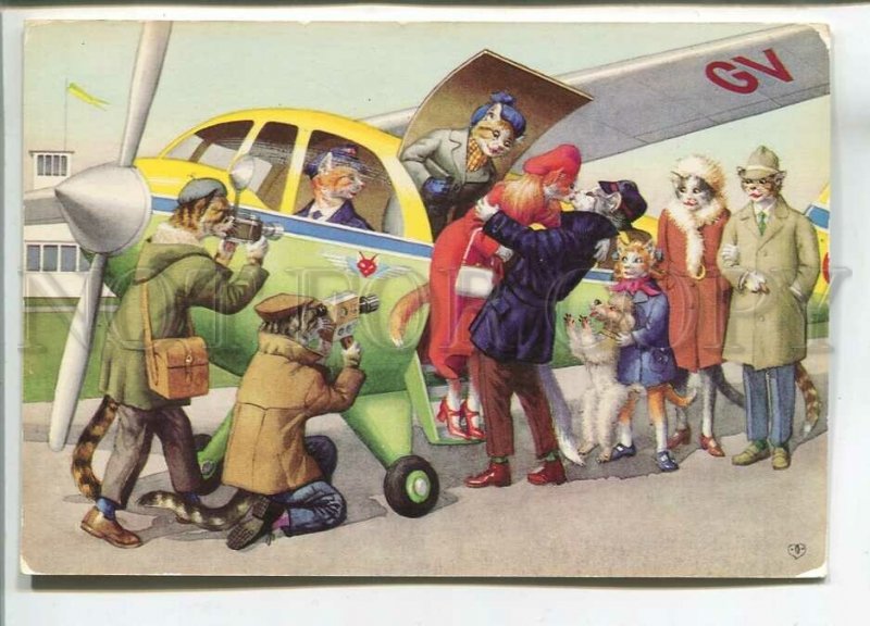 480859 Yugoslavia dressed up cats boarding the plane photographer dog poodle Old