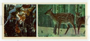 484726 USSR 1981 Oka Reserve spotted deer photo by Gippenreiter Planeta