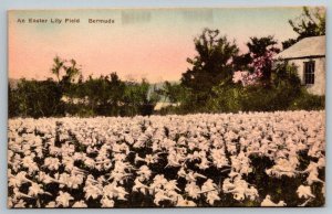 Hand Colored  An Easter Lily Field   Bermuda  Postcard  1930