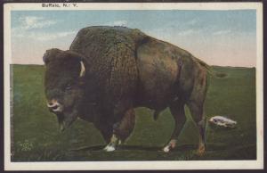 Buffalo,NY Postcard