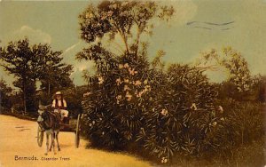 Oleander Trees Bermuda 1910 light postal marking on card