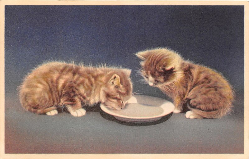 J22/ Cat Animal Postcard Pet c1940s Alfred Mainzer Beautiful Kittens 277