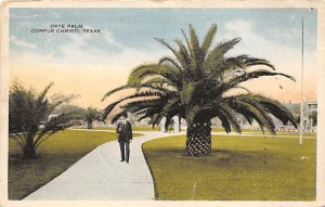 Date Palm - Corpus Christi, Texas TX