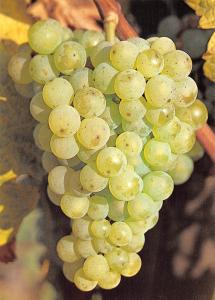BR71747 grapes riesling fruits raisin germany