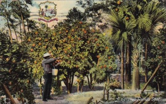 Typical Orange Grove A Natural Florida Spot 1911