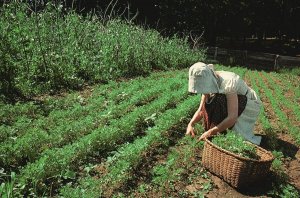 Postcard Kitchen Garden Pliny Freeman Farm Old Sturbridge Village Massachusetts