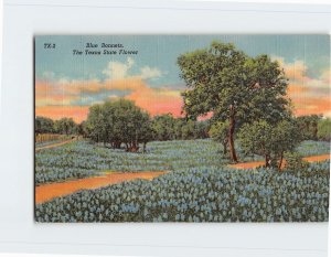 Postcard Blue Bonnets, The Texas State Flower, Texas