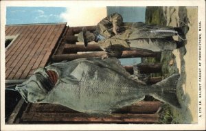 Provincetown Mass MA Cape Cod 270 Pound Halibut Fishing Vintage PC