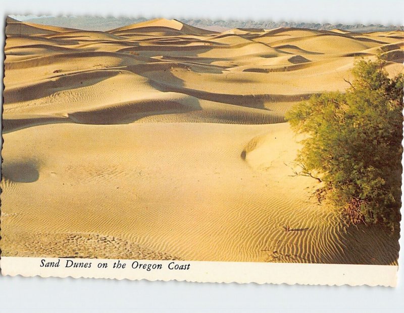 Postcard Sand Dunes on the Oregon Coast Oregon USA