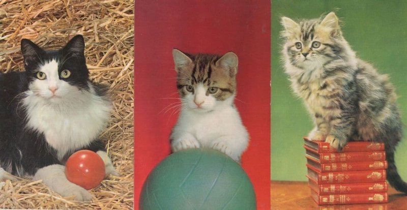 Kitten Cat With Red Snooker Ball Librarian 3x Cats Postcard s