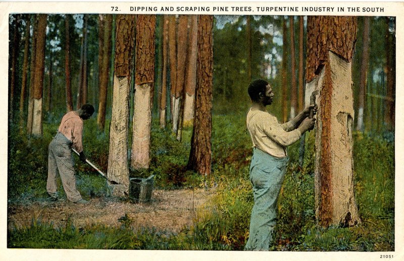 Harvesting Turpentine