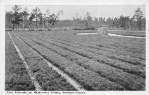 Okefenokee Swamp Southern Georgia 1940s Postcard Pine Reforestation