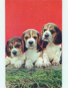 Unused Pre-1980 THREE CUTE PUPPY HOUND DOGS - HUSH PUPPY STYLE n0299