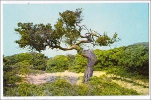 NC - Outer Banks. Windswept Cedar