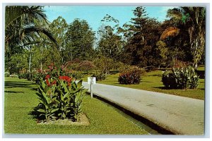 Singapore Postcard View of Botanical Garden on Cluny Road c1960's Vintage