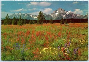 Postcard - A Carpet of Wildflowers, Grant Teton National Park - Wyoming