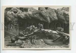 440277 GERMANY HAMBURG lions Carl Hagenbeck Tierpark ZOO Vintage PHOTO postcard
