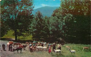 Postcard 1961 New York Catskill New York Game Farm Feeding ground 23-12665