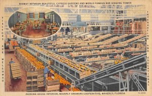 Orange Packing House Interior, Waverly Growers Cooperative Florida '40s Postcard