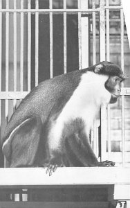 Diana Monkey Monkey Unused 