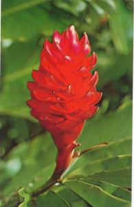 Torch Ginger - Tropical Flower shown in Agana, Guam - Pacific Ocean Area