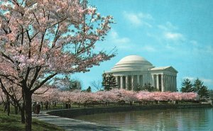 Vintage Postcard The Jefferson Memorial Cherry Blossom Trees Time Washington DC