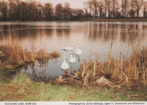 Ducks Swan Birds at Blickling Norfolk Rare Village River Lake Postcard