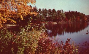 Vintage Postcard At Close Of Day Autumn Colors Forest Trees' Silhouette On Lake