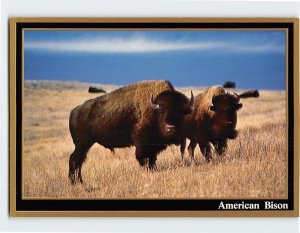 Postcard American Bison, Custer State Park, South Dakota