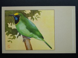 Bird Theme GOLDEN FRONTED FRUITSUCKER c1950s Postcard by P. Sluis Series 7 No.83