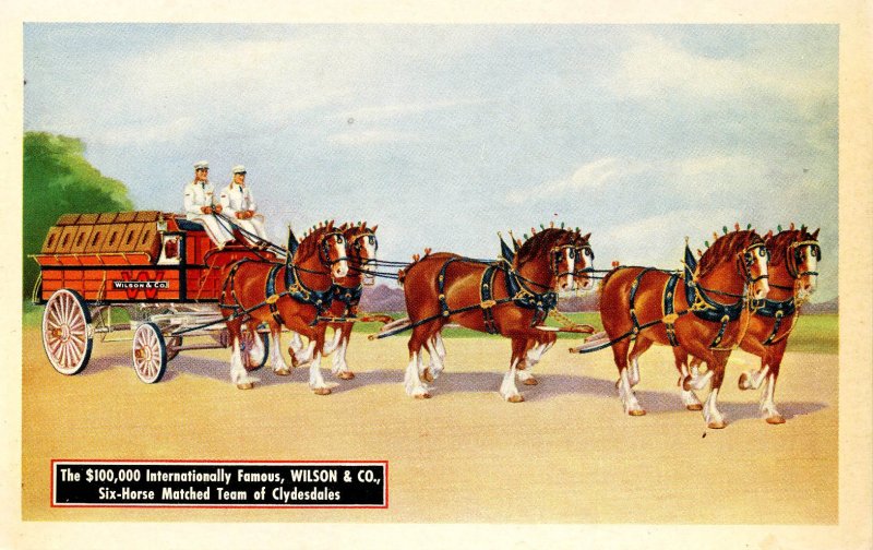 Six-Horse Hitch of Clydesdales - Wilson & Co. Meat Packers