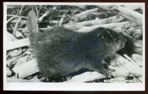 h2389 - CANADA 1940s Beaver. Patriotic Symbol. Real Photo Postcard