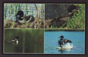 Common Loon,Bird Postcard 