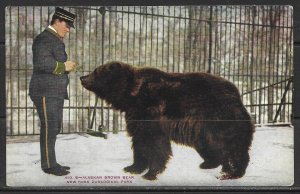 New York, New York - Alaskan Brown Bear - Zoological Park - [NY-388]