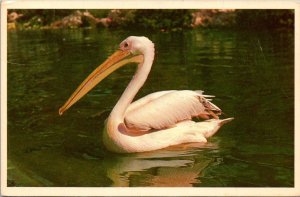 Florida Tampa Busch Gardens Pelican Pete