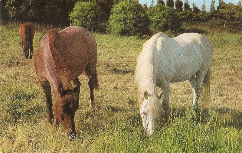 Horses brazing Nice vintage English postcard