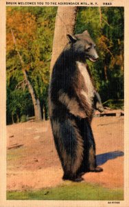 New York Adirondacks Brown Bear Bruin Welcomes You To The Adirondack Mountain...