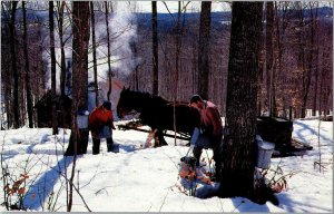 Maple Sugar Time in Vermont Chrome Postcard Y15