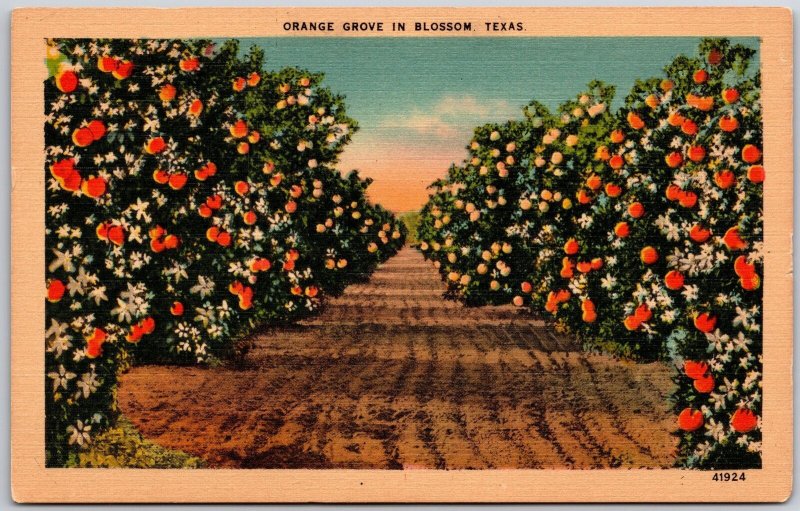 TX-Texas, Orange Grove In Blossom, Rows of Trees, Texas Sunshine, Postcard