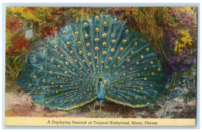 c1950s A Displaying Peacock at Tropical Hobbyland Miami Florida FL Postcard