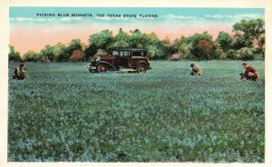 Vintage Postcard 1920's Picking Blue Bonnets The Texas State Flower Blooms TX