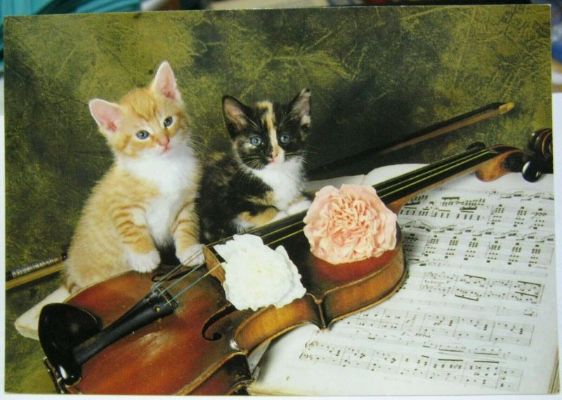 Postcard Cat Kittens Violins - unposted