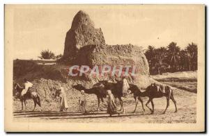A Marabout Old Postcard Camels In The South