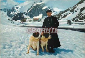 Modern Postcard Passo del gran san bernardi 2467 m Dogs