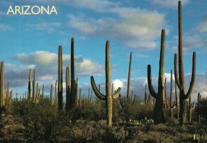 Vintage Postcard 1900's Saguaro National Monument Cactus Plant Tucson Arizona AZ